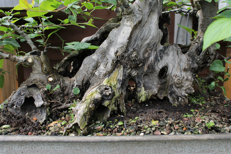 crab apple bonsai
